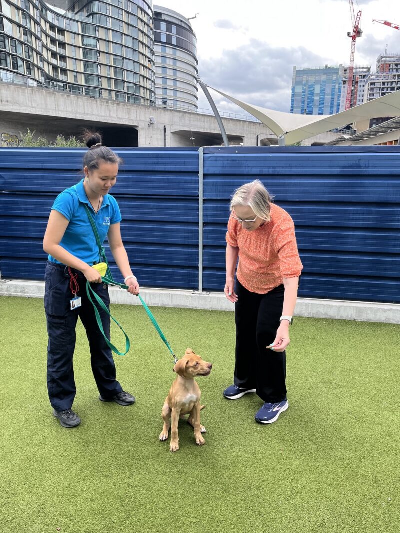 Gill Furniss and Elliott, a rescue puppy